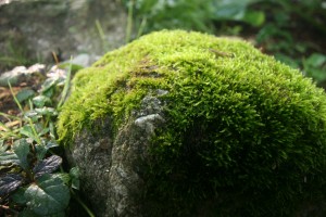 Rock Covered in Moss