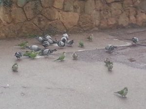 Green Birds and Pigeons in Barcelona, Spain