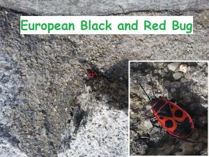 My First Encounter with a Black and Red Bug (In the Czech Republic)