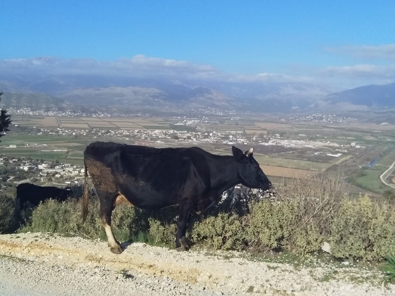 Cow Grazing Beside the Road (Saranda, Albania)