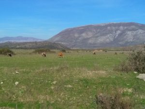 Cows Grazing in Albanian Field