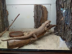 Bearded Dragons Need a Much Larger Home!