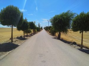 Country Road near Mondéjar, Spain