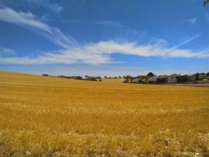 Fantastic View of Cornfields at Mondéjar, Spain