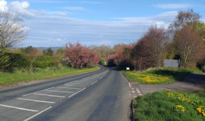 Cherry blossom at the side of the road on the approach to Romanby Village